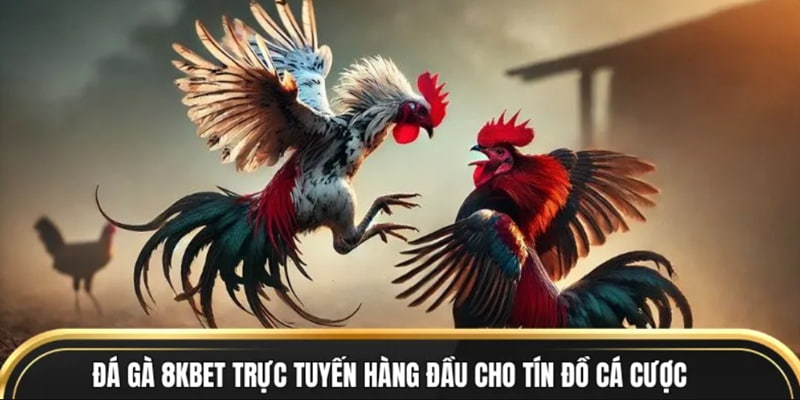 Sảnh cá độ chọi kê kịch tính