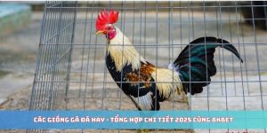 Các Giống Gà Đá Hay - Tổng Hợp Chi Tiết 2025 Cùng 8KBET