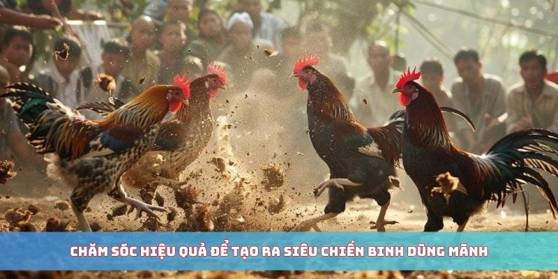 Chăm sóc hiệu quả để tạo ra siêu chiến binh dũng mãnh