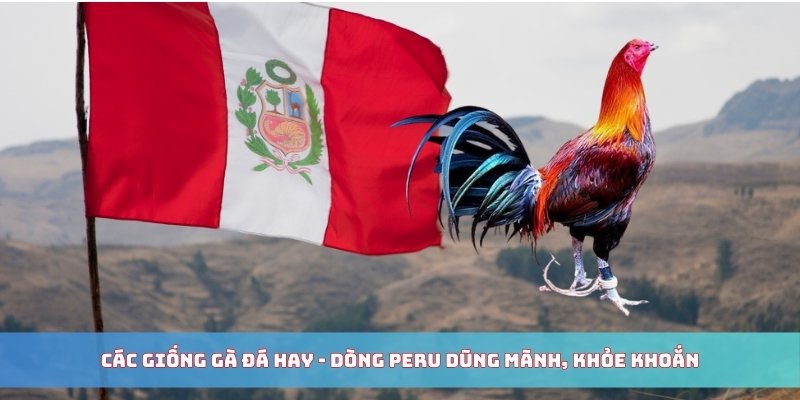 Các giống gà đá hay - Dòng Peru dũng mãnh, khỏe khoắn