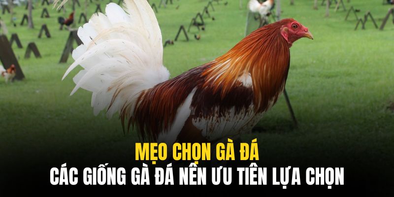 Những giống tốt mà anh em nên cân nhắc lựa chọn