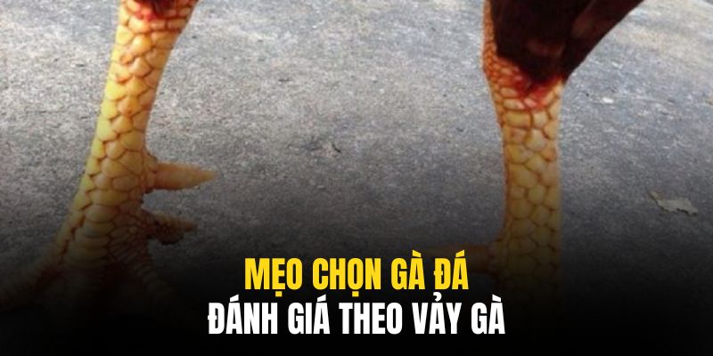 Cách xem vảy là rất quan trọng trong mẹo chọn gà đá