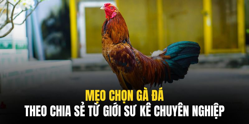 Mẹo Chọn Gà Đá Theo Chia Sẻ Từ Giới Sư Kê Chuyên Nghiệp